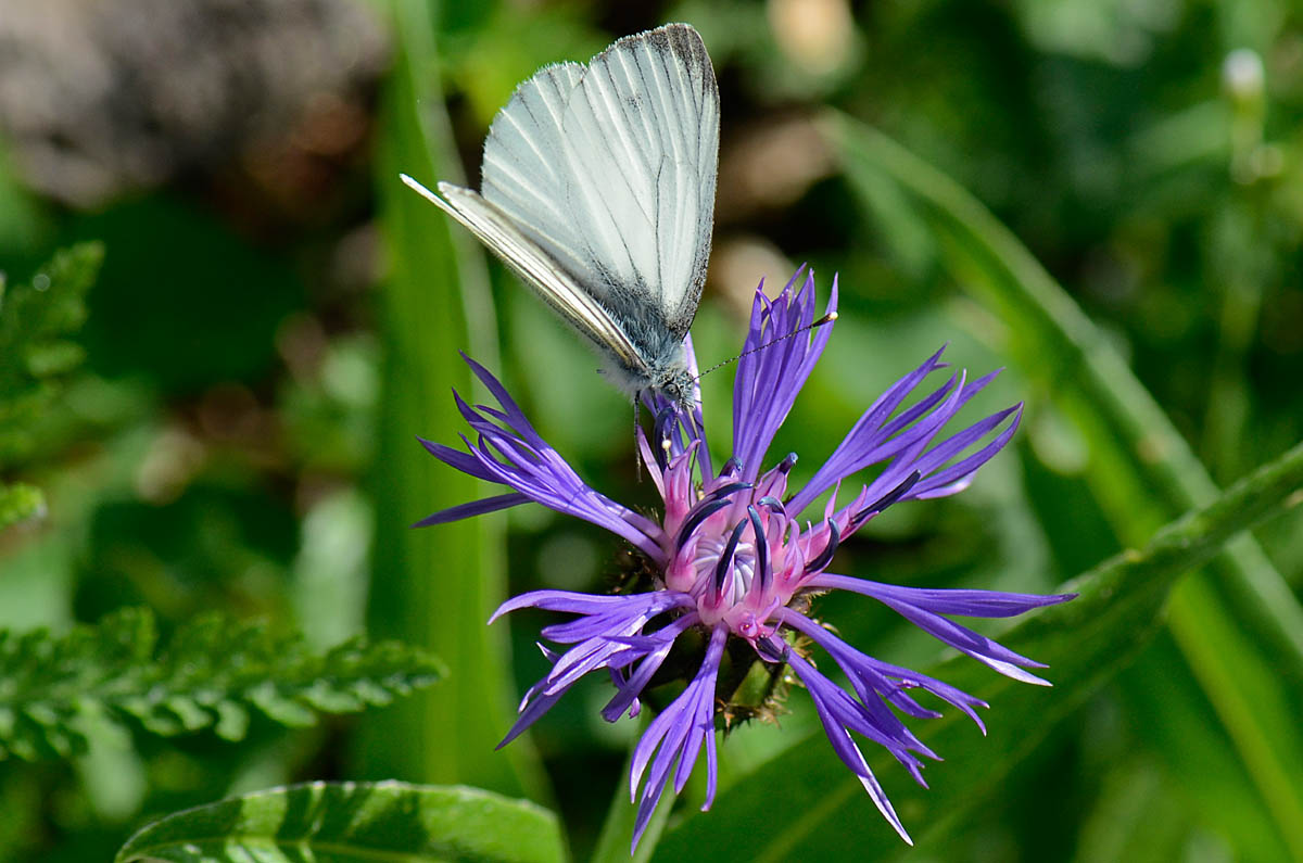 Centaurea montana / Fiordaliso montano